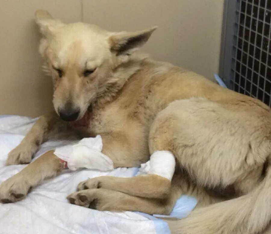 приснилась раненая собака