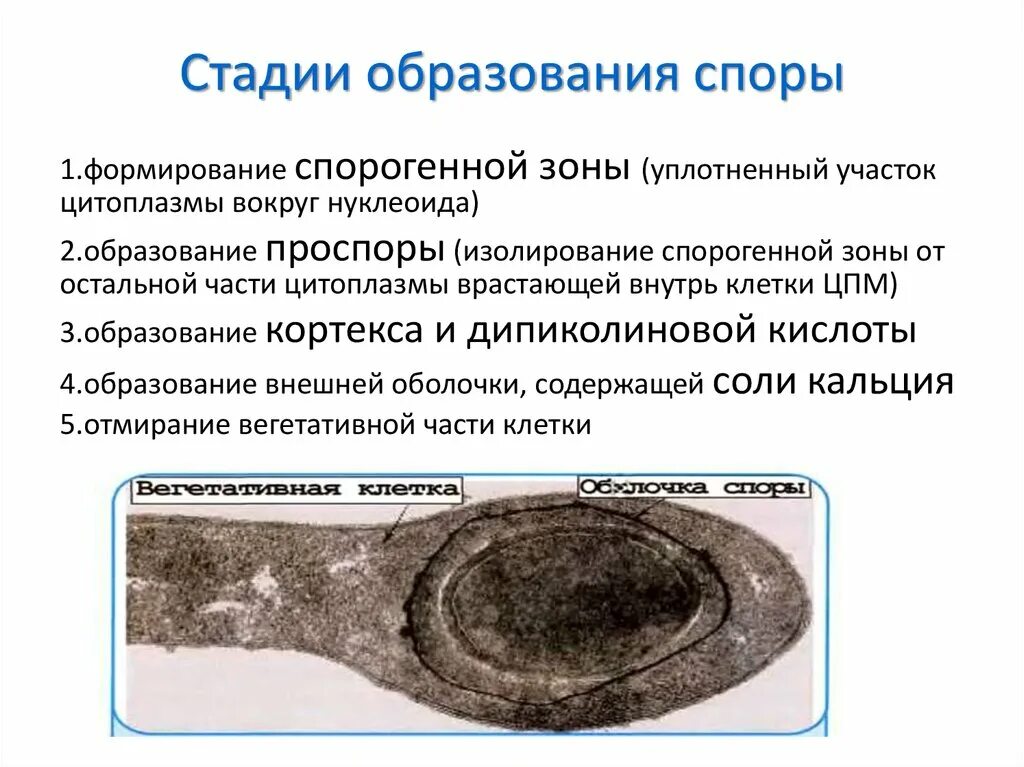 Этапы образования спор. Стадии образования споры у бактерий. стадии образования спор у бактерий. этапы формирования споры. этапы образования споры.