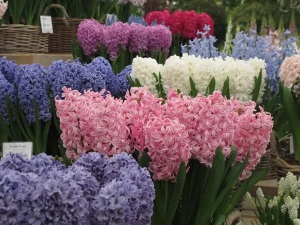 как ухаживать за гиацинтами после цветения