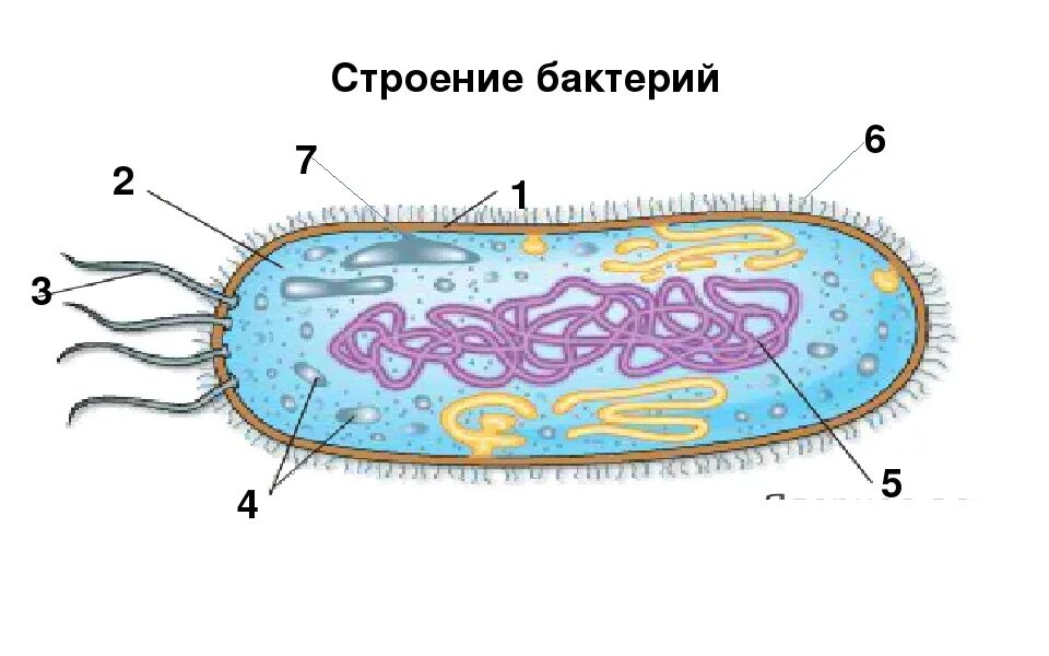 Строение клетки бактерии рисунок. Схема строения бактериальной клетки 5 класс биология. Строение бактериальной клетки 6 класс биология. Строение бактериальной клетки 7 класс. Строение бактериальной клетки 5 класс Пасечник.