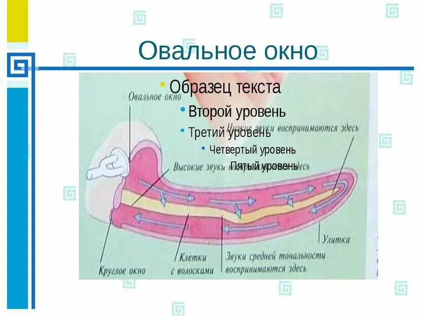 Где находится овальное окно. Овальное окно. Овальное окно ухо. Органы слуха овальное окошко.