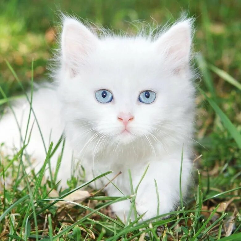 Где белый котик. Белый кот. котенок. кошки маленькие. белый пушистый котенок.