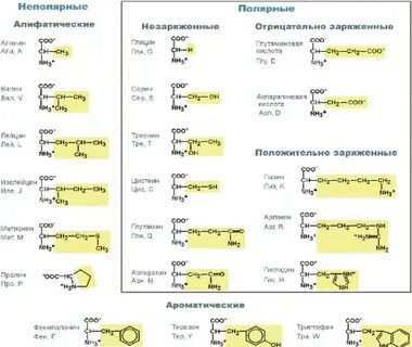 Заряженные радикалы аминокислот
