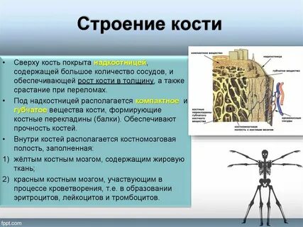 Какие особенности строения определяют эти свойства кости