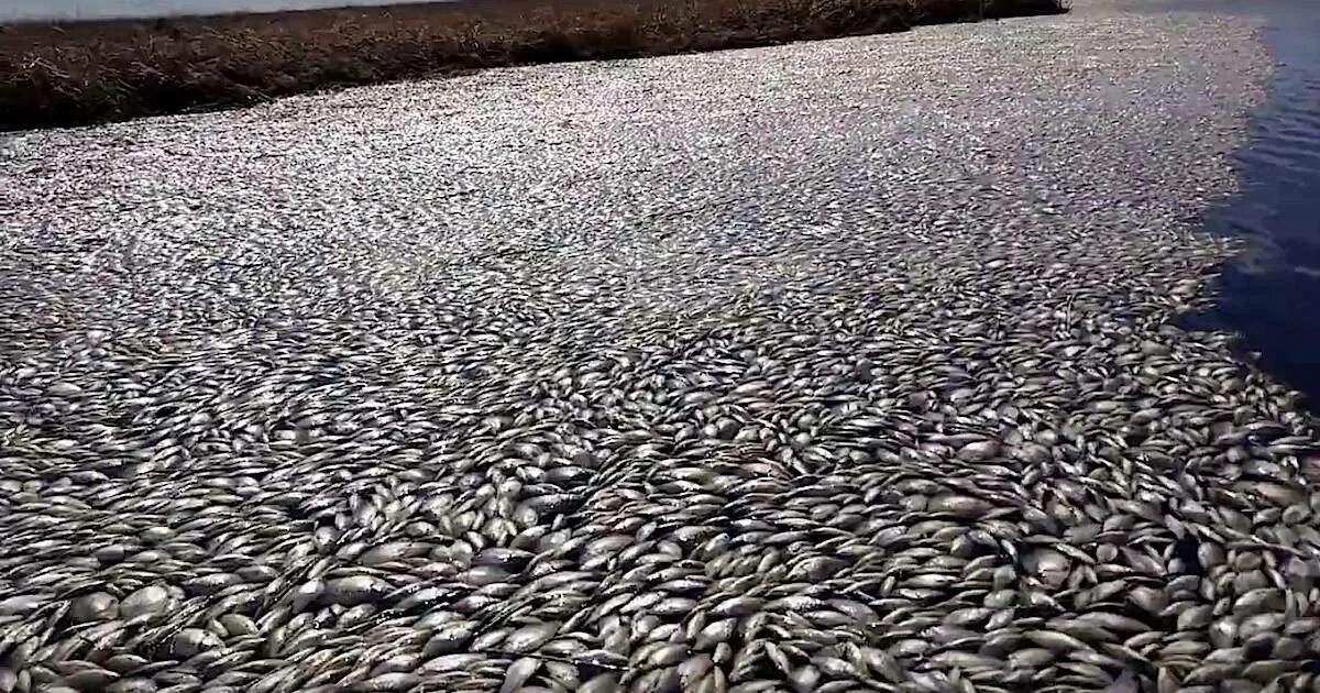 Гибнет рыба. Вымирание рыб. Загрязнение воды рыбы.