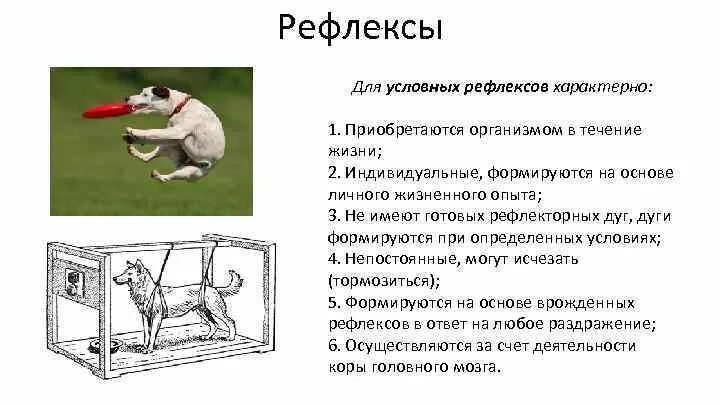 Врожденные рефлексы называют рефлексами. Условные и безусловные рефлексы животных. Примеры условных рефлексов у животных. Условный рефлекс у животного пример. Условно-рефлекторная деятельность пример.