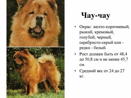 Чао чао песня