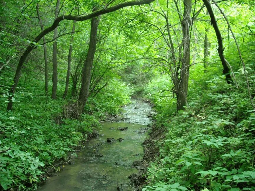Ручеек в овраге. Река рагуша пешеходная тропа. Речка в лесу. Зеленый ключ кленовая гора. Лесной овраг.