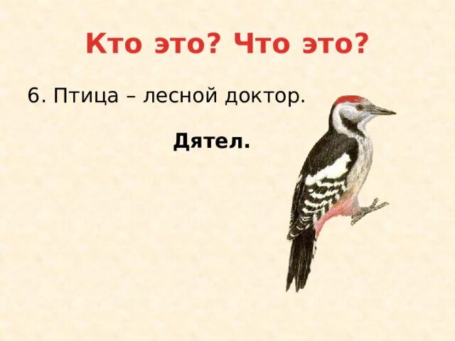Почему дятлы получили такое название