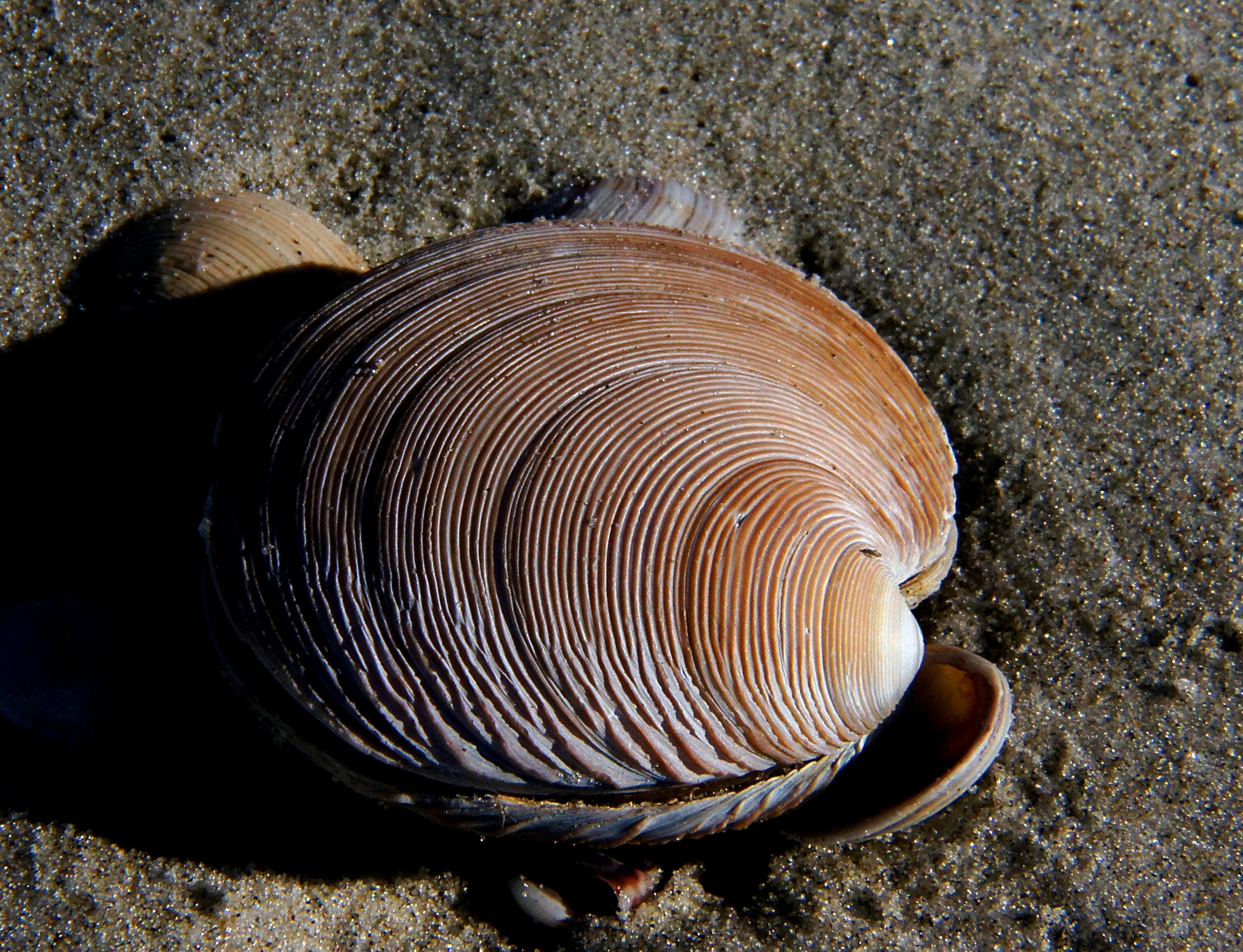 Морские двустворчатые моллюски. Морские ракушки беззубки. Моллюск Hemifusus. Моллюск Antigona.