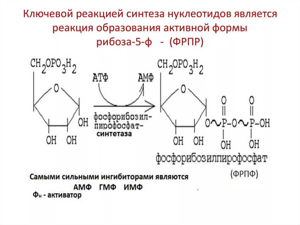Синтез нуклеотидов с ФРДФ. Ключевая реакция синтеза нуклеотидов. Рибоза 5 фосфат Синтез нуклеотидов. Активная форма рибозы. Синтезируется цепь содержащая рибозу