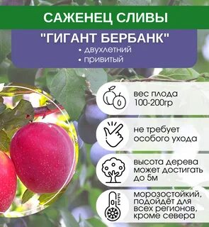 Бербанк гигант отзывы