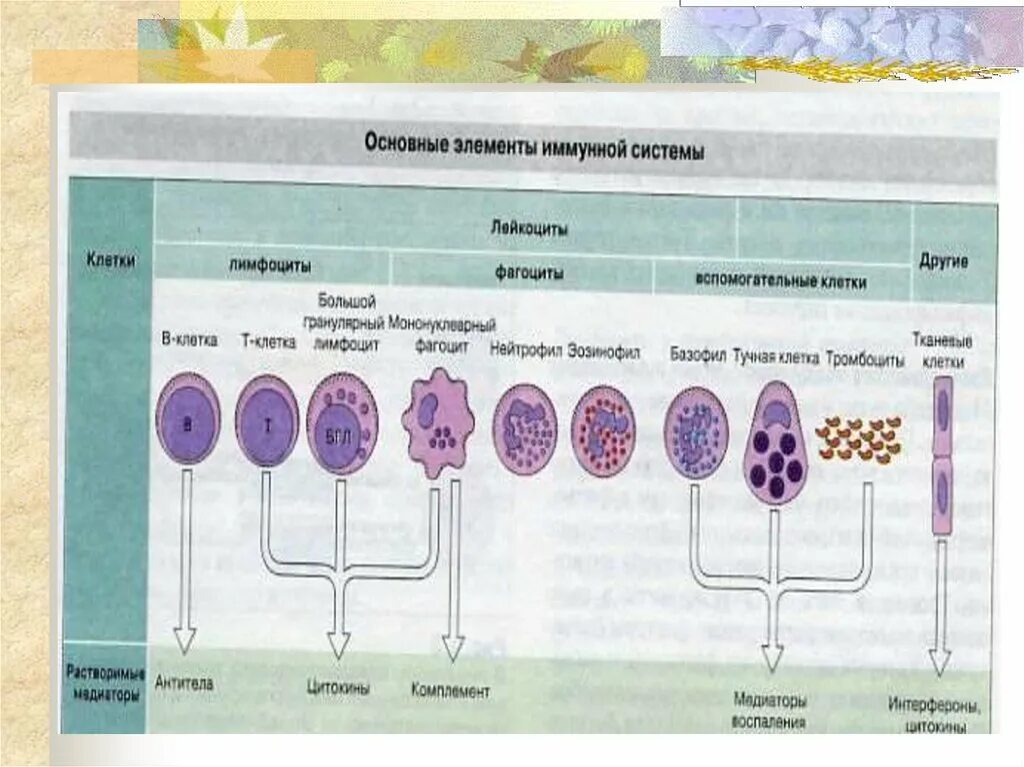 Основные иммунные клетки. Основные функции клеток иммунной системы. Главные клетки иммунной системы:. Назовите основные клетки иммунной системы. Промежуточные клетки иммунитета.