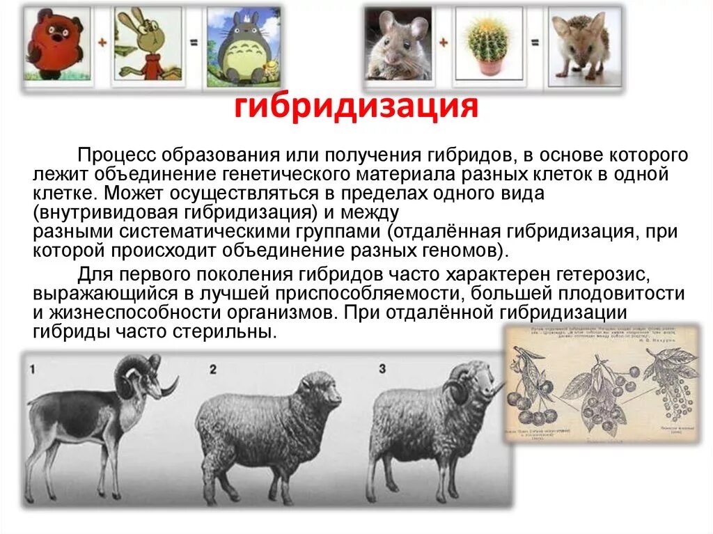 2. Гибридизация соматических клеток. Гибридизация животных суть метода. Гибридизация животных клеток. Гибридизация соматических клеток клеточная инженерия. Получение гибридов на основе соединения