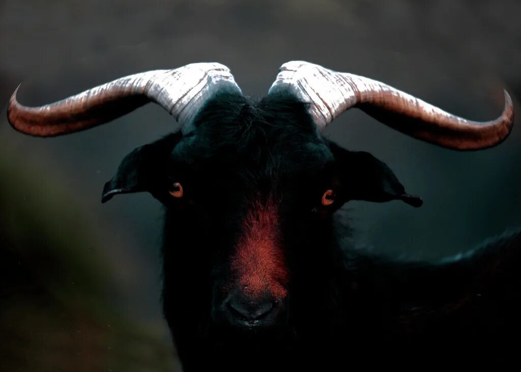 Олене бык. Рога оленя. Goat aesthetic. Бык и коза. Beautiful Goat.