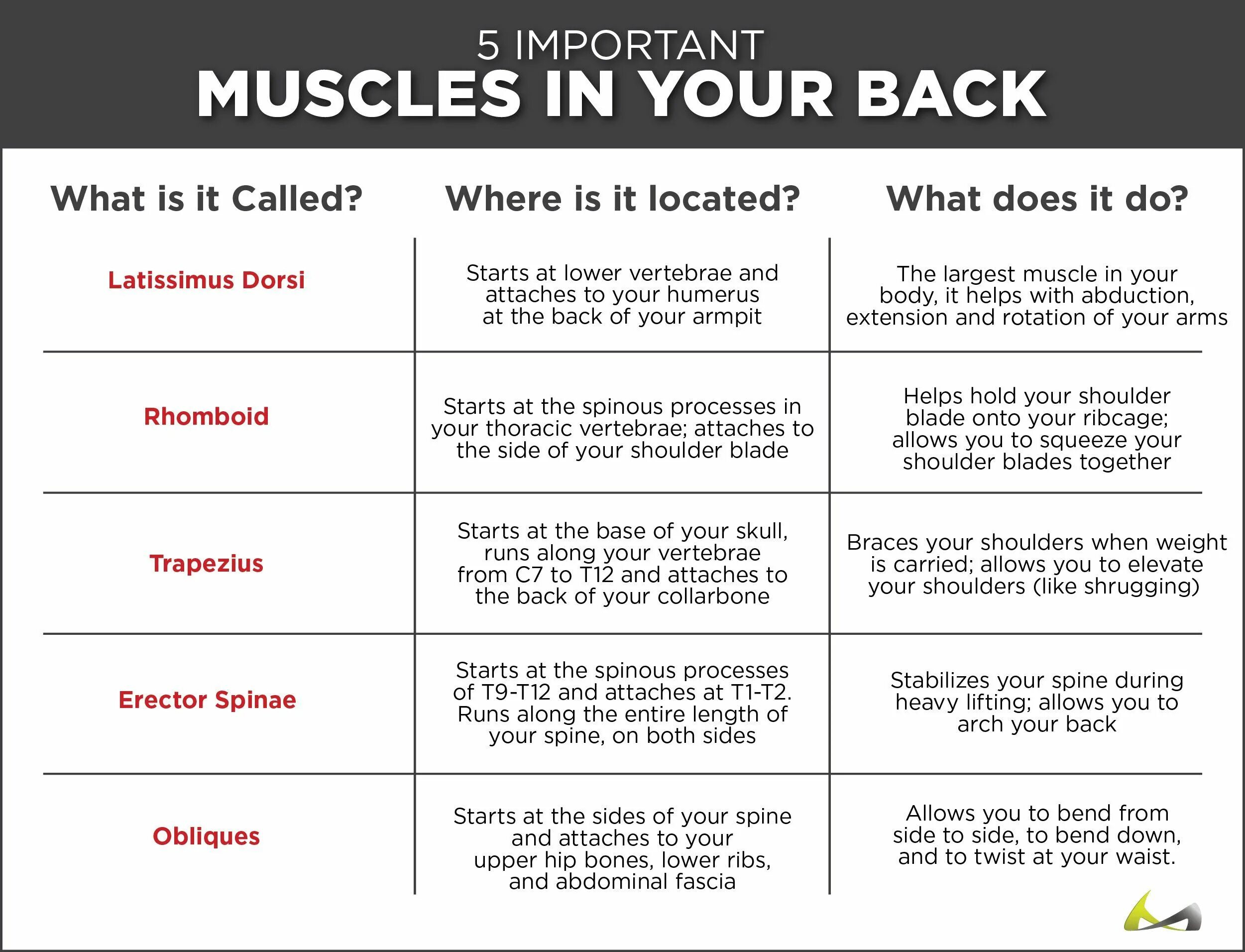 Back where. What is back. pulled back перевод. the table of the muscles where they begin. chicken we cut the back from both sides along the spine, separating the shoulder blade from the ribs of the chicken.