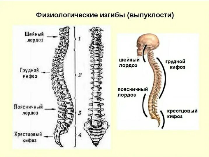 Укажите верно изгибы позвоночника