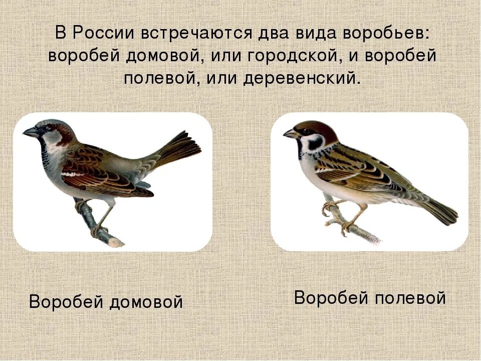 Воробьиный разбор. Воробей полевой и Домовой. Воробей. Домовый Воробей и полевой Воробей. Виды Воробьев.