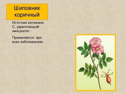 Систематическое положение шиповника дикого