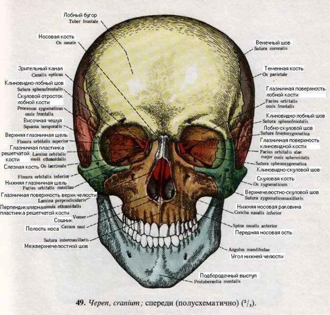 Кости черепа атлас. Кости лицевого отдела черепа анатомия. Кости и швы черепа анатомия. Строение костей черепа анатомия костей. Термин череп