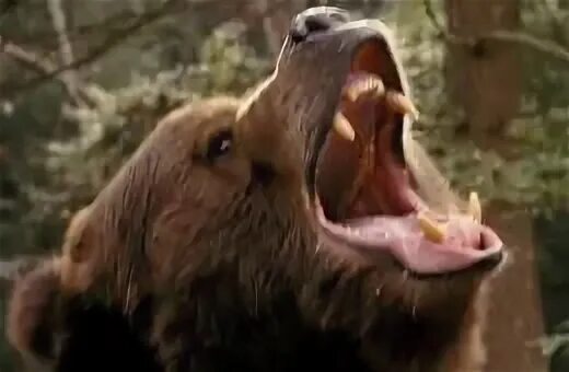 Гризли парк 2007. Гризли парк 2007. Гризли grizzly (2013). Гризли парк 2007. Гризли парк 2007.