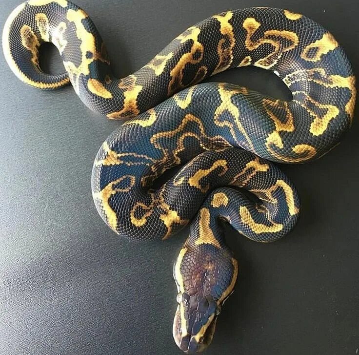 Pet python. Королевский питон. Змея Королевский питон. Шаровидный питон. Питон Региус.