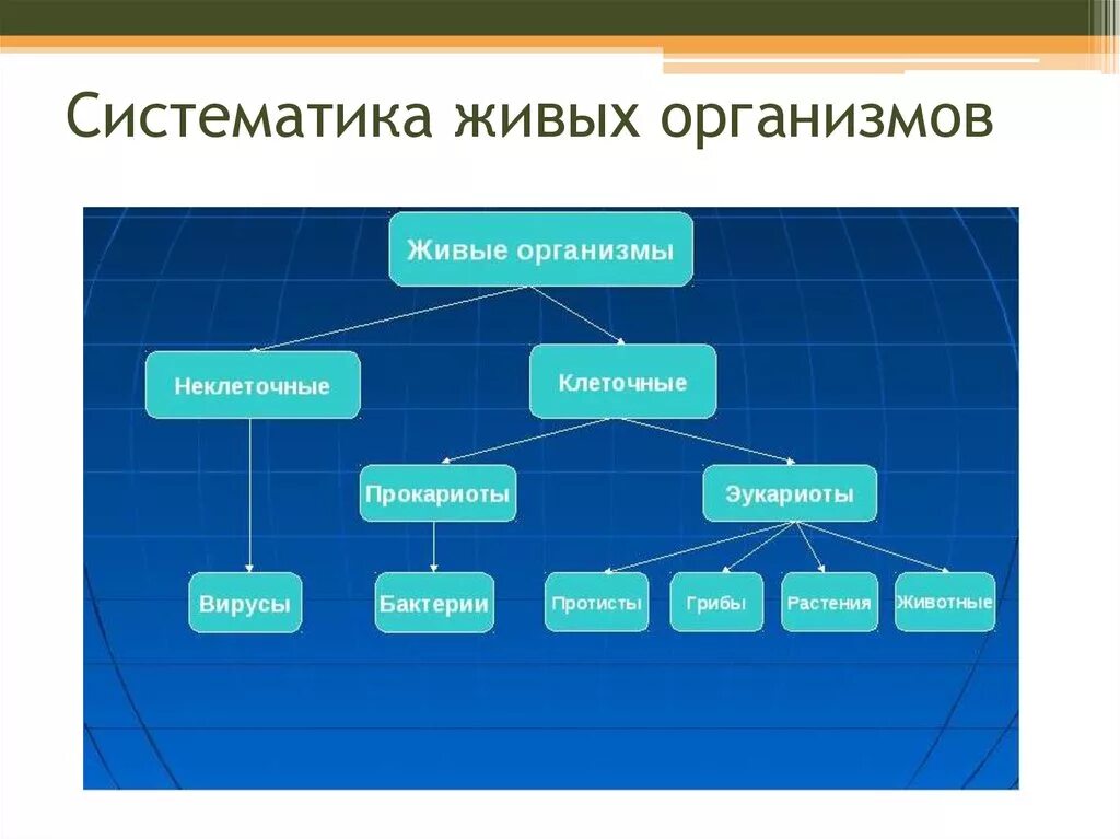 Систематическая группа живых организмов