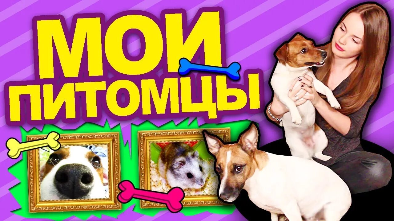 Открой моего питомца