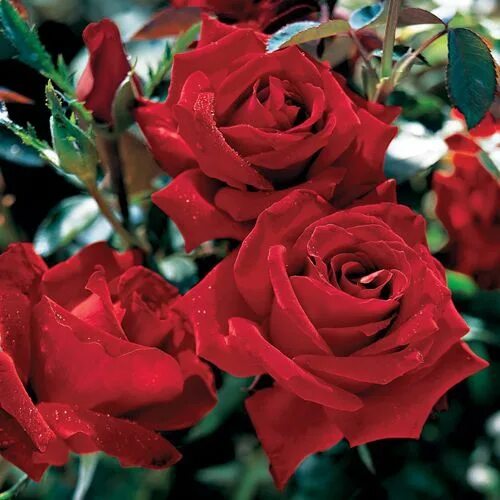 Awakening Climbing roses, Beautiful roses, Rose
