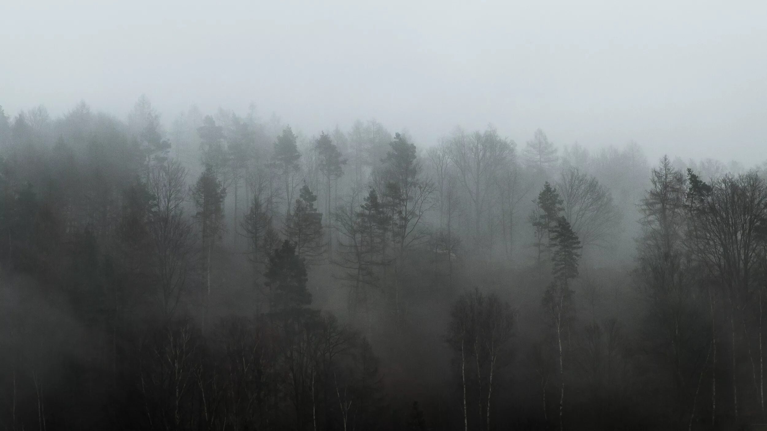 Туман. Серый лес. Густой туман в лесу. Пасмурный лес. Плохо видимый в тумане