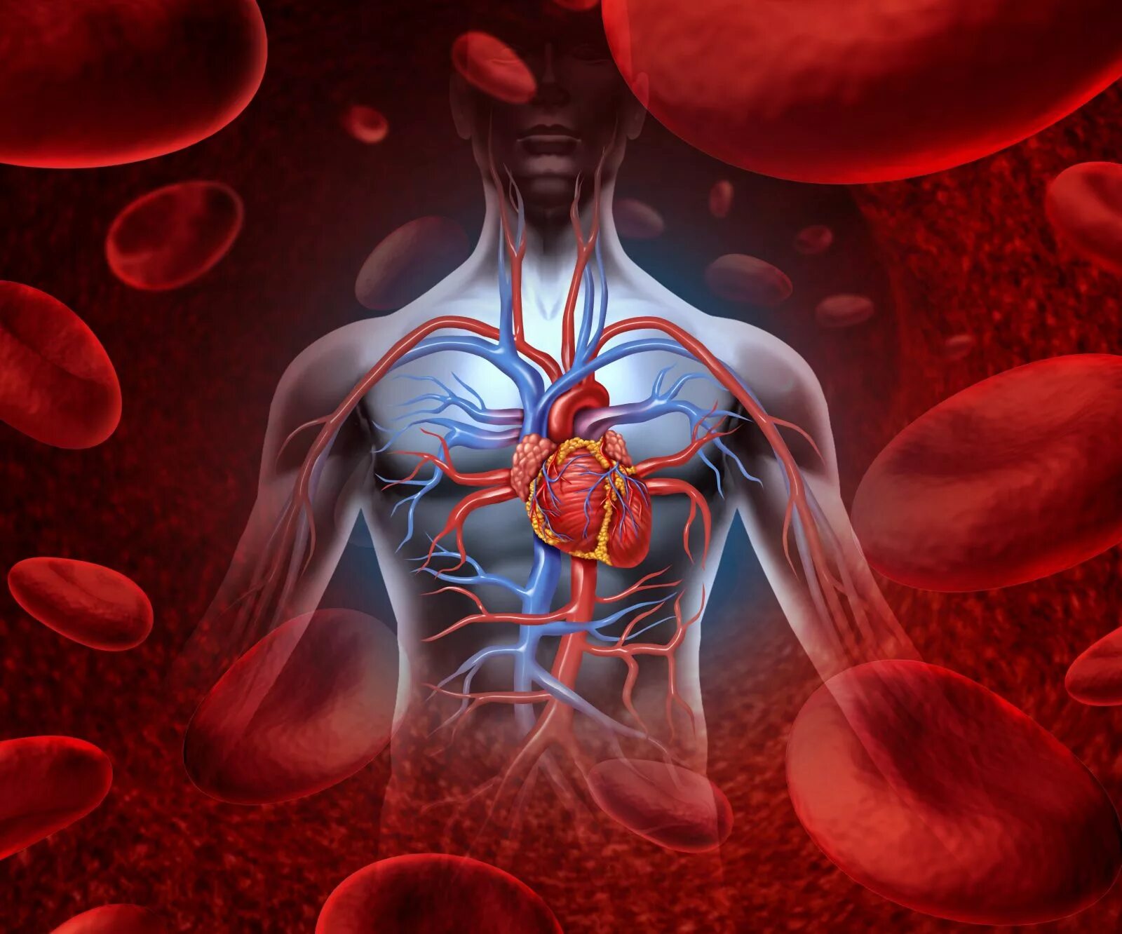 Cardiovascular system. Физиология сердечно-сосудистой системы. Сосуды сердца. Сердечно сосудистая система. Анатомия и физиология сердечно-сосудистой системы.