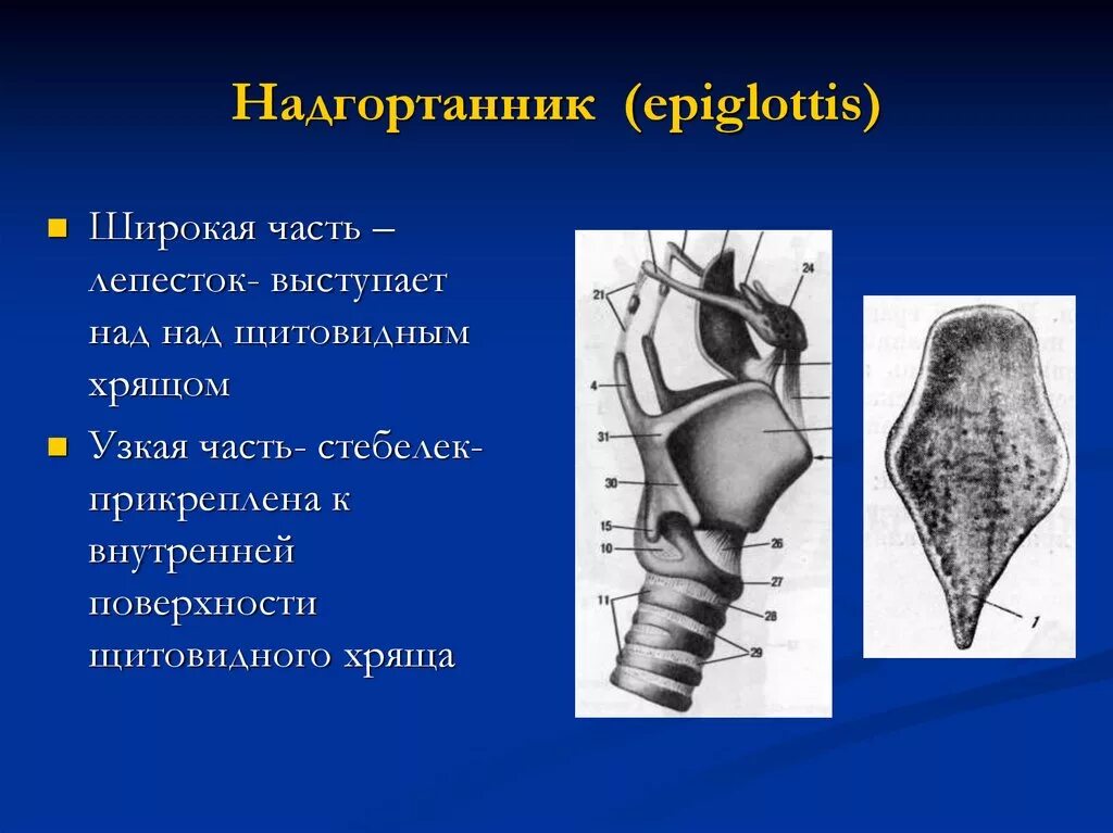 Надгортанник выполняет функцию. Надгортанник анатомия. анатомия гортани надгортанник. надгортанник хрящ надгортанный. надгортанник анатомия поверхности.