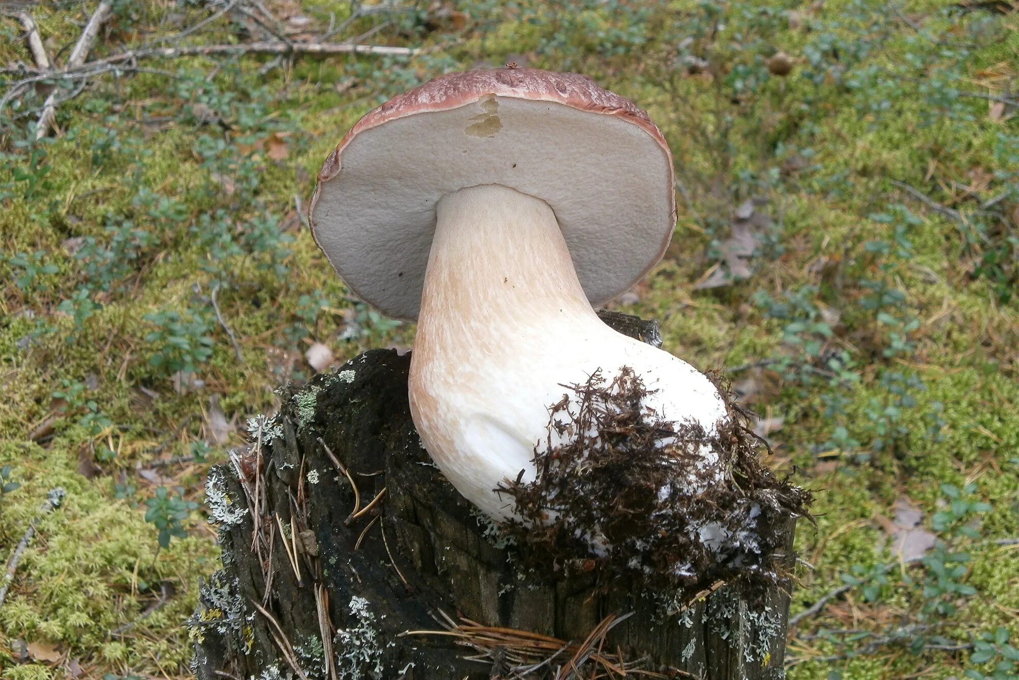 Белый гриб корень. Грибница белого гриба. Мицелий гриба грибница Боровик белый гриб. Гриб Боровик большой. Самый большой гриб Боровик.
