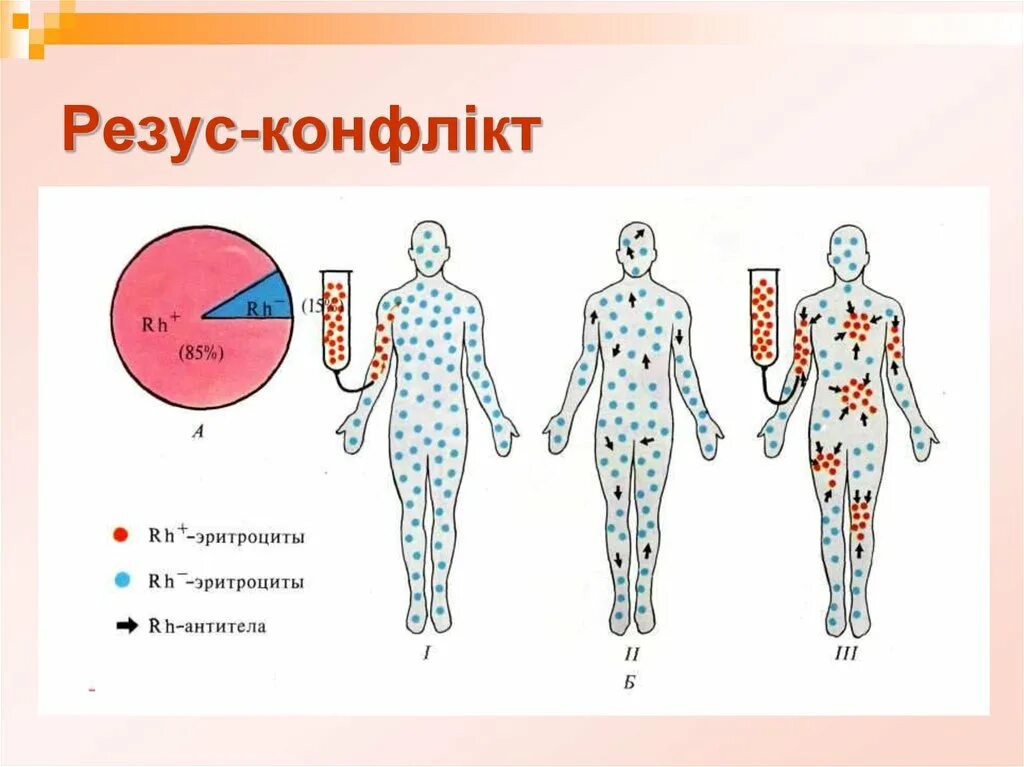 Резус фактор. Резус фактор на эритроците. Эритроциты резус положительные. Резус фактор rh. Откуда взялся резус