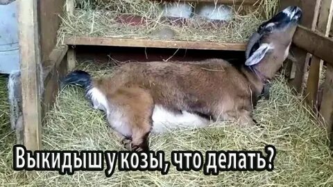 Сколько котиться коза