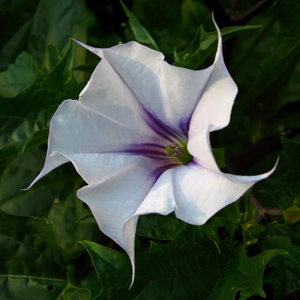 дурман индийский датура. датура дурман. датура семена. дурман обыкновенный цветок. дурман обыкновенный семена.