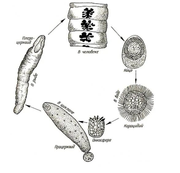 Жизненный цикл широкого лентеца. Жизненный цикл лентеца схема. Широкий лентец цикл развития. Diphyllobothrium latum жизненный цикл.