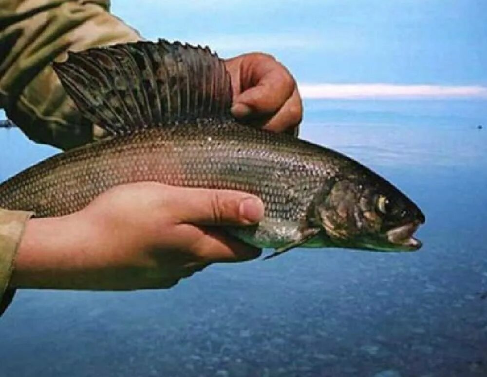 Рыба которая водится в озерах. Рыбалка на хариуса на Байкале. Хариус Байкальский. Озеро Байкал хариус. Хариус Озерный.