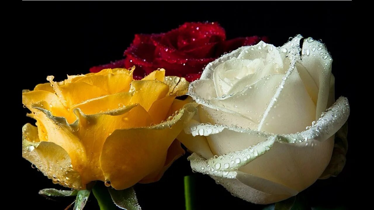 красивый желтый цвет. белые и желтые розы. желтый цвет. желтый цвет. ах эти белые желтые.