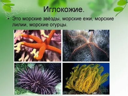 Иглокожие животные