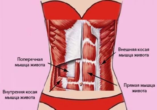 Поперечная мышца живота. Поперечная мышца живота упражнения. Вакуум живота мышцы. Поперечная мышца живота вакуум. Вакуум косые мышцы живота.