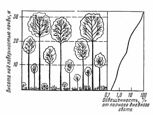 Экологическая ниша ромашки