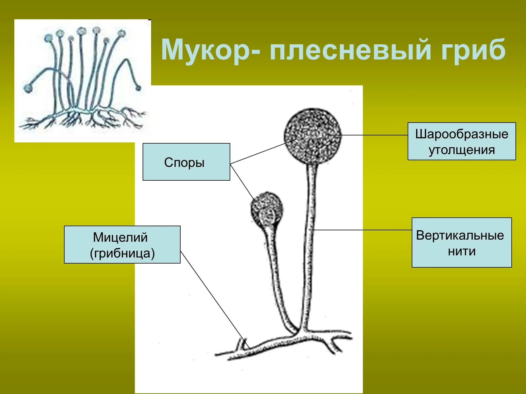 Мукор тело