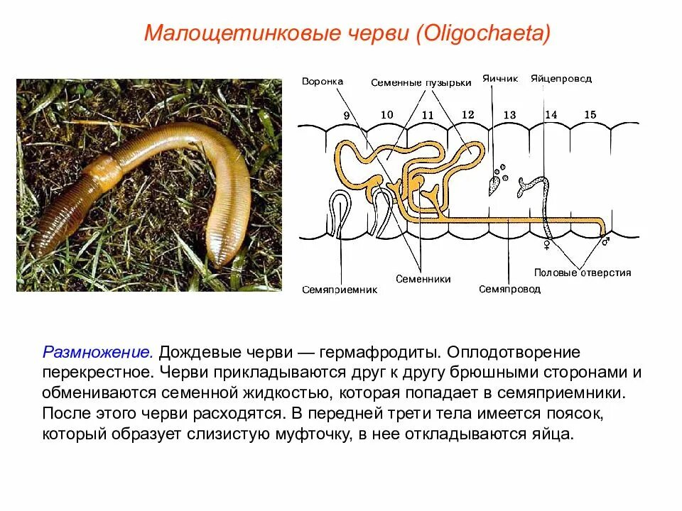 Способ размножения дождевого червя