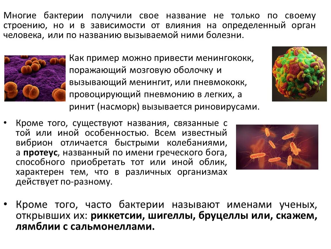 Методы выделения чистой культуры бактерий. Окаменелости бактерий. Микроорганизмы для получения. Применение бактерий. Применение микроорганизмов в медицине.