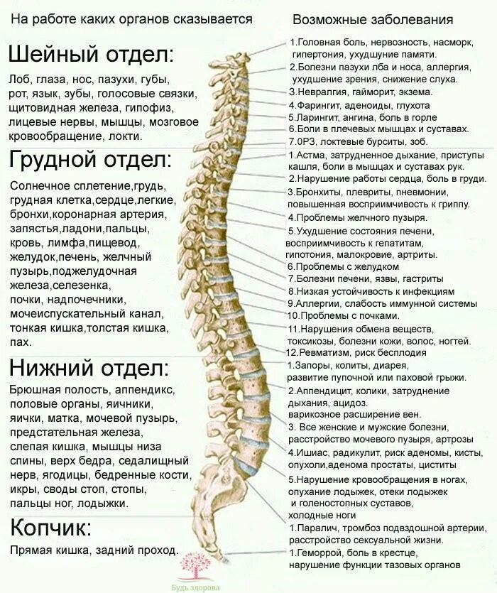 Поясница хей. Позвоночник строение анатомия грудной отдел позвоночника. Строение позвоночника человека таблица отделы. Анатомия и строение шейного отдела позвоночника.