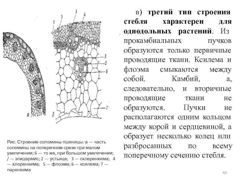 Тесты по биологии строение стебля. Строение соломины злаковых. стебель соломина анатомическое строение. строение стебля злаковых растений. стебель соломина строение.