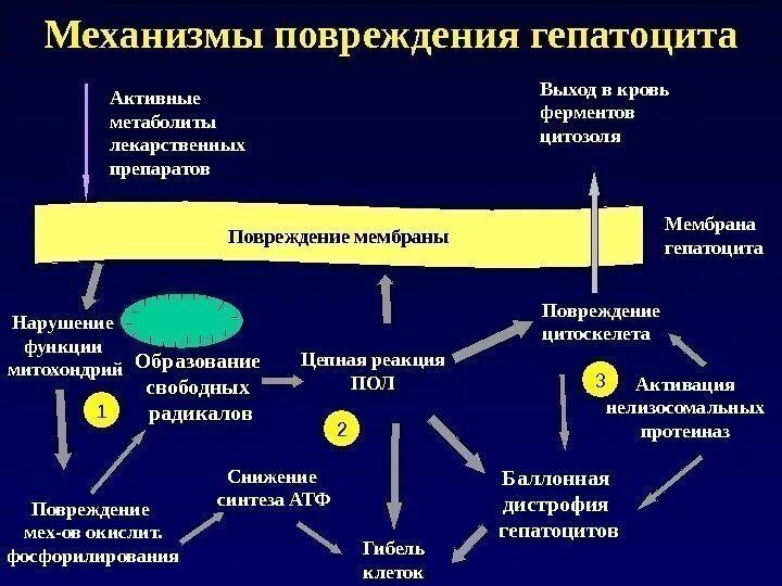 Медикаментозное поражение печени механизм повреждения. Механизм повреждение гепатоцитов лекарственных препаратов. Механизм повреждения гепатоцитов вирусом гепатитами. Лекарственное поражение печени этиология.