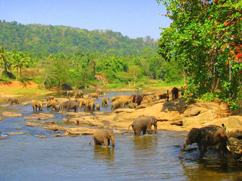 Africa river. Лимпопо река в Африке. Парк Лимпопо ЮАР. Река Лимпопо ЮАР. Дикие реки Африки Лимпопо.