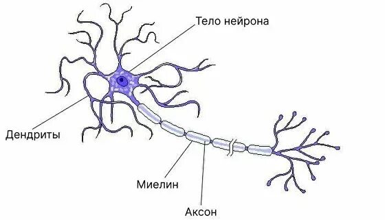 Полиневропатия: симптомы и лечение, как лечить синдром полиневропатии Клиника Te